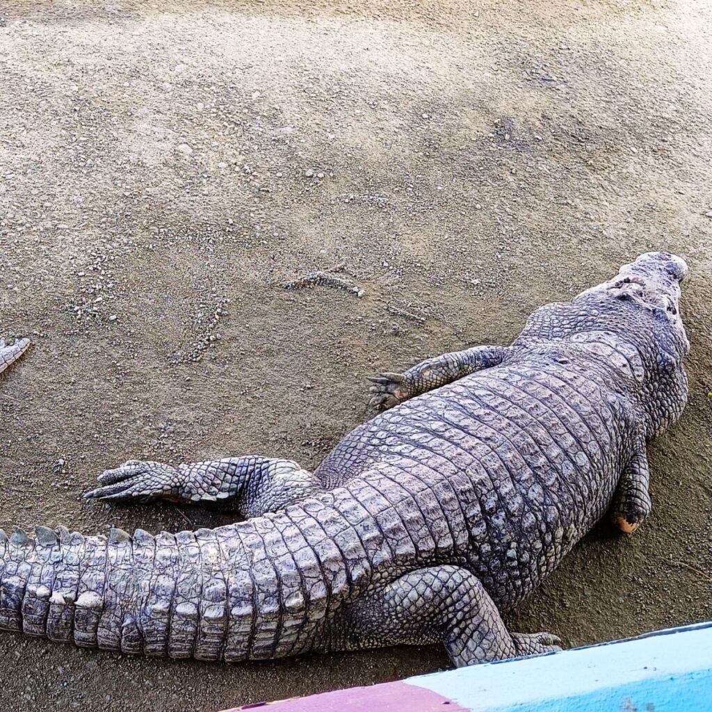 Discover a Living Legacy at Teluk Sengat Crocodile Farm – Desaru Johor