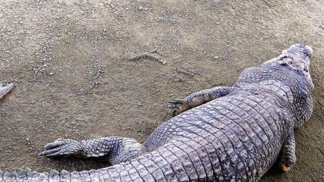 Discover a Living Legacy at Teluk Sengat Crocodile Farm – Desaru Johor