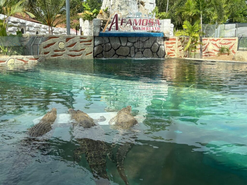 Afamosa SAFARI WONDERLAND wildlife crocodile