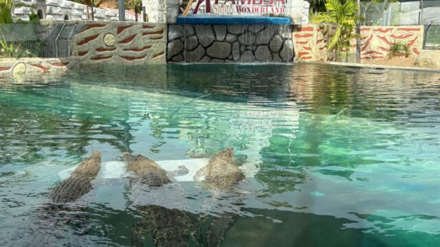 Afamosa SAFARI WONDERLAND wildlife crocodile