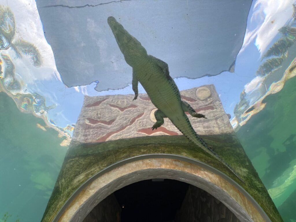 Afamosa SAFARI WONDERLAND family tour