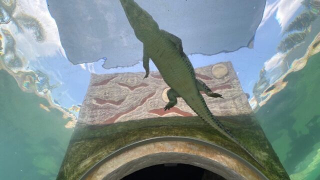 Afamosa SAFARI WONDERLAND family tour