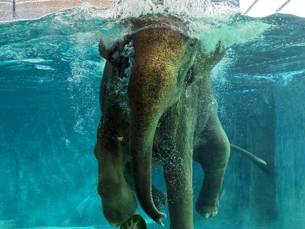 Afamosa SAFARI WONDERLAND wildlife elephant