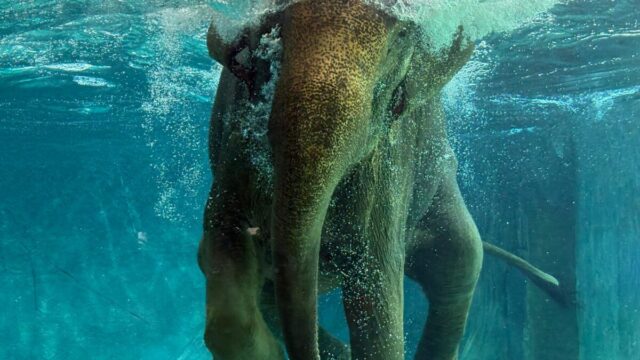 Afamosa SAFARI WONDERLAND wildlife elephant