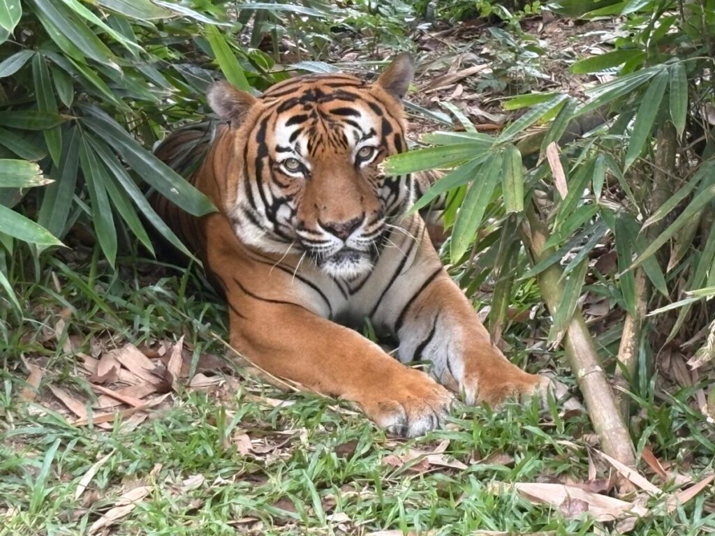 Afamosa SAFARI WONDERLAND wildlife tiger