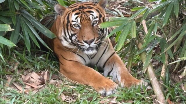 Afamosa SAFARI WONDERLAND wildlife tiger