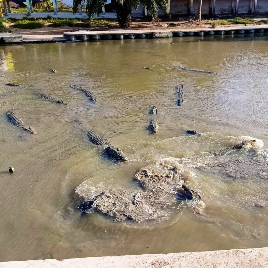 Discover a Living Legacy at Teluk Sengat Crocodile Farm – Desaru Johor