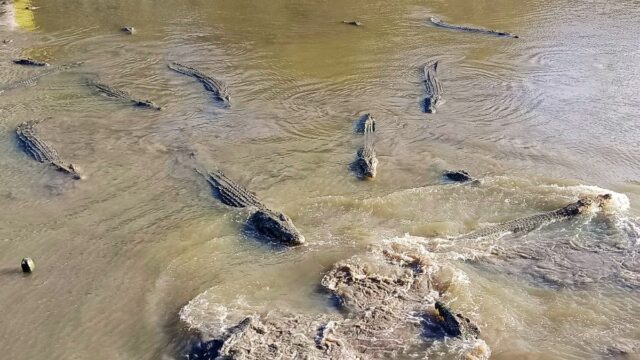 Discover a Living Legacy at Teluk Sengat Crocodile Farm – Desaru Johor
